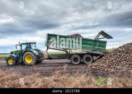 Tracteur équipé d'une grande remorque déchargeant de la betterave à sucre fraîchement récoltée. Banque D'Images