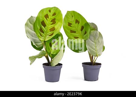 Deux petites plantes exotiques 'Maranta Leuconeura Kerchoveana' avec des feuilles en relief dans les pots de fleurs isolés sur blanc Banque D'Images