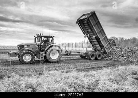 Tracteur équipé d'une grande remorque déchargeant de la betterave à sucre fraîchement récoltée. Banque D'Images