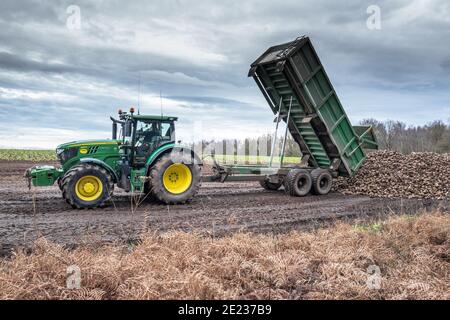 Tracteur équipé d'une grande remorque déchargeant de la betterave à sucre fraîchement récoltée. Banque D'Images