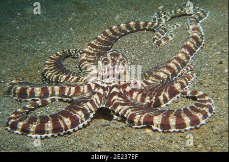 Mimic Octopus Banque D'Images