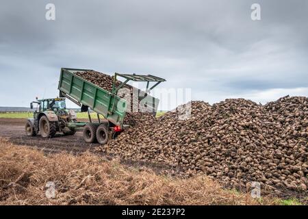 Tracteur équipé d'une grande remorque déchargeant de la betterave à sucre fraîchement récoltée. Banque D'Images