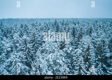 Texture d'arrière-plan bleue d'une forêt gelée en hiver, vue de dessus de l'oreille Banque D'Images