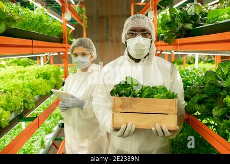 Jeune agroingénieur mâle en vêtements de travail de protection tenant une boîte en bois avec plantules d'épinards verts tout en se tenant à côté de la collègue femelle Banque D'Images