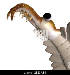Anomalocaris était un poisson carnivore qui vivait dans les océans de la période Cambrienne et on trouve des fossiles dans le schiste de Burgess au Canada. Banque D'Images
