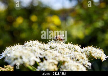 Image de fleurs de persil de vache au printemps avec une abeille sauvage collectant du pollen, faible profondeur de champ avec fond vert et bleu. Banque D'Images