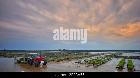 Image de lits de ferme d'huîtres comerciales sur la plage de St Clements Bay, Jersey Channel Islands. Les fermes d'huîtres sont une grande partie de l'industrie de la pêche su Banque D'Images