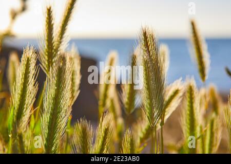 Image des têtes de graminées avec lumière du soleil rétro-éclairée et mer hors foyer. Faible profondeur de champ, mise au point sélective Banque D'Images