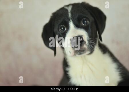 Labrador Puppy en studio Banque D'Images