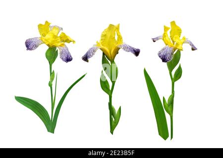 Ensemble de fleurs et de feuilles de iris rayées jaune et violet foncé isolé sur blanc Banque D'Images