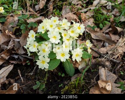 Primula vulgaris ou primrose fleurs jaune pâle au printemps forêt Banque D'Images