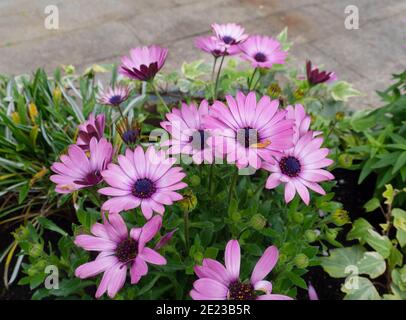 Pâquerette africaine ou fleurs roses à yeux bleus ostéospermum Banque D'Images