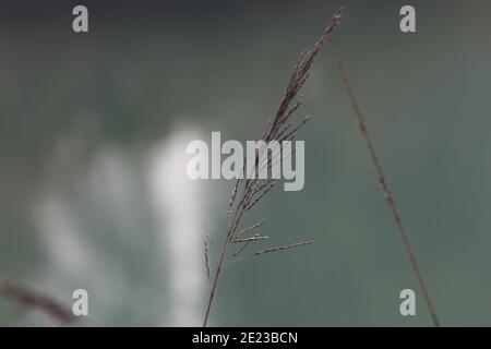 Mise au point sélective d'un seul RE Banque D'Images