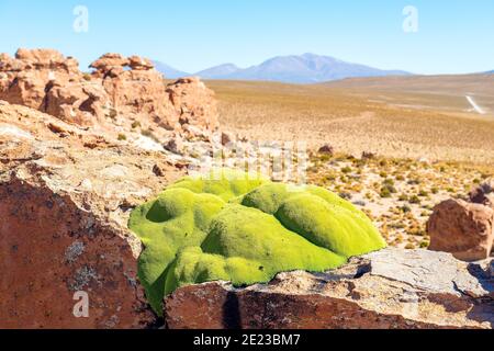 Yareta plante (Azorella compacta) dans la vallée des rochers (Valle de Rocas), Uyuni, Bolivie. Banque D'Images