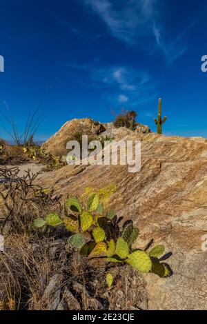 Javalina Rocks, avec Prickly Pear et Saguaro cactus, dans le district de Rincon Mountain du parc national de Saguaro, Arizona, États-Unis Banque D'Images