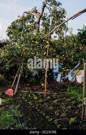 Une vue d'un coin confortable dans le champ. Arbres de Limequats et létuces biologiques poussant dans un champ Banque D'Images