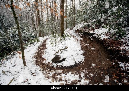 Sentier forestier enneigé - Sycamore Cove Trail - Pisgah National Forest, Brevard, Caroline du Nord, États-Unis Banque D'Images