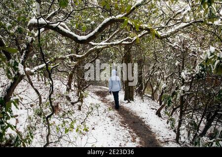 Randonnée solitaire sur le sentier de la forêt enneigée - Sycamore Cove Trail - Pisgah National Forest, Brevard, Caroline du Nord, États-Unis Banque D'Images