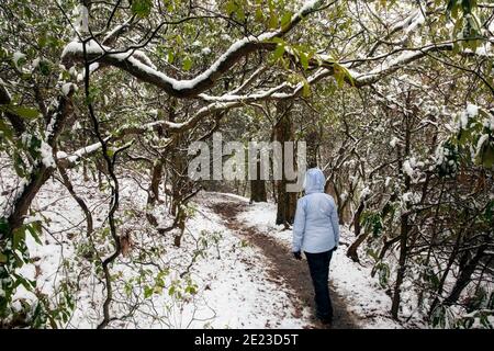 Randonnée solitaire sur le sentier de la forêt enneigée - Sycamore Cove Trail - Pisgah National Forest, Brevard, Caroline du Nord, États-Unis Banque D'Images