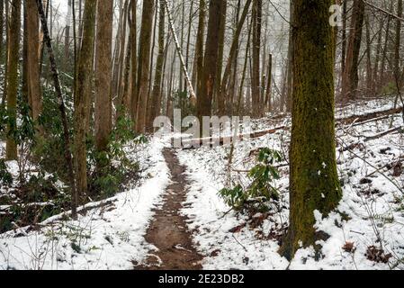 Sentier forestier enneigé - Sycamore Cove Trail - Pisgah National Forest, Brevard, Caroline du Nord, États-Unis Banque D'Images