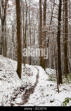 Sentier forestier enneigé - Sycamore Cove Trail - Pisgah National Forest, Brevard, Caroline du Nord, États-Unis Banque D'Images