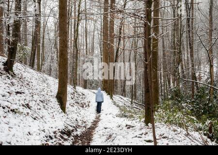 Randonnée solitaire sur le sentier de la forêt enneigée - Sycamore Cove Trail - Pisgah National Forest, Brevard, Caroline du Nord, États-Unis Banque D'Images