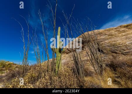 Saguaro et Ocotillo parmi les rochers Javalina dans le district de Rincon Mountain du parc national de Saguaro, Arizona, États-Unis Banque D'Images