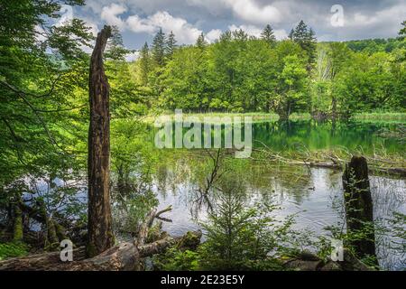 Un tronc d'arbre pourri sur le bord du lac ou des zones humides avec une forêt verte luxuriante dans le parc national des lacs de Plitvice, patrimoine mondial de l'UNESCO en Croatie Banque D'Images