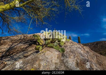 Pickly Pear et Palo Verde sur les rochers Javalina dans le district de Rincon Mountain du parc national de Saguaro, Arizona, États-Unis Banque D'Images