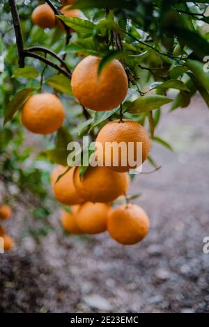 Oranges suspendues à l'arbre lors d'un hiver pluvieux Banque D'Images