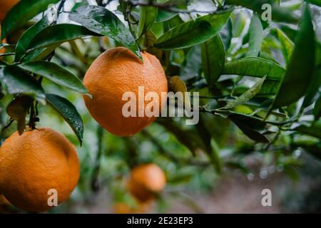 Gros plan de quelques oranges suspendues de l'arbre dans un pluie jour d'hiver Banque D'Images