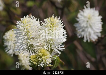 Grand aulne sorcière, Fothergilla Major, fleurs en gros plan avec quelques feuilles ouvantes et un fond flou de feuilles et de fleurs. Banque D'Images