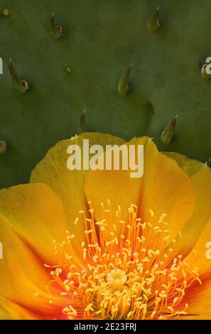 Cactus Michigan Prickly-Pear Banque D'Images