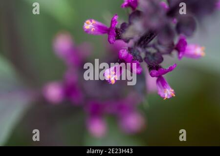 Fleurs d'herbes de basilic rouges fraîches sur fond naturel. Basilic bleu foncé, ocimum basilicum. Photo de haute qualité Banque D'Images