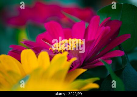 Photo sélective de fleurs de gerbera roses et jaunes Banque D'Images