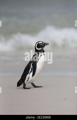 Manchot Magellanique (Spheniscus magellanicus), marche sur une plage, West point, îles Falkland 3 décembre 2015 Banque D'Images