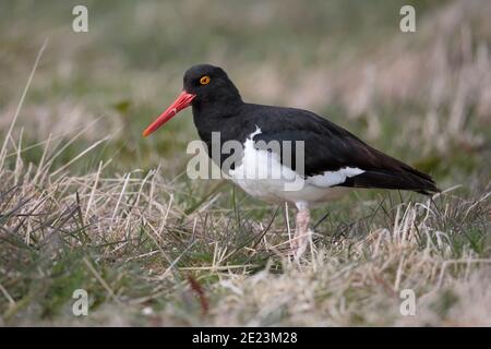 Oystercatcher Magellanique (Haematopus leucopodus), debout, vue latérale, West point, îles Falkland 3 décembre 2015 Banque D'Images