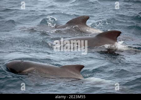 Baleine pilote à longue finale (Globicephalus melas) en mer, Océan Atlantique Sud 2 décembre 2015 Banque D'Images