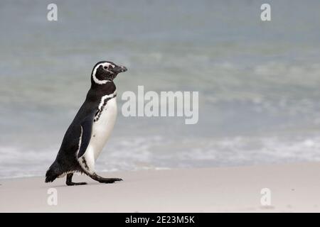 Manchot Magellanique (Spheniscus magellanicus), vue latérale, marche sur une plage de sable blanc, île de carcasse, îles Falkland 3 décembre 2015 Banque D'Images