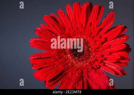 Gros plan d'une fleur d'aster rouge en fleur pulvérisée d'eau. Banque D'Images