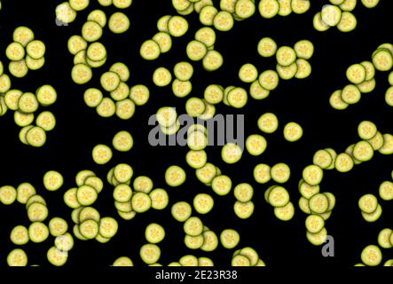 Tranches de concombre couvrant l'arrière-plan de l'écran. Thème du concept alimentaire Banque D'Images