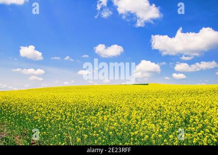 Vue à couper le souffle sur les fleurs de colza qui poussent dans le champ en dessous un ciel bleu nuageux et ensoleillé Banque D'Images