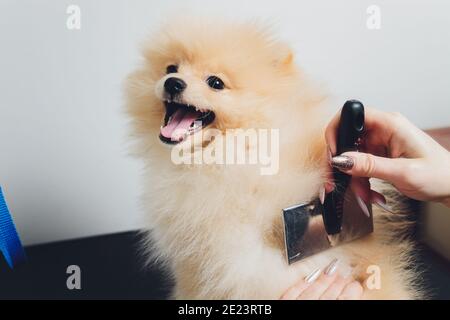 Main faisant toilettage, coupe de cheveux, peignant la laine de beau heureux Pomeranian Spitz chien. Petit chiot moelleux, soin des cheveux d'animaux, procédure de coupe. Cheveux VET Banque D'Images