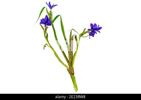 Gros plan fleur violette Monochoria vaginalis (Burm.F.) isolée sur fond blanc.sauvegardée avec un masque. Banque D'Images