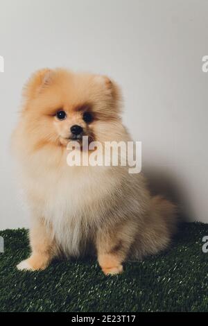 Portraite de mignon petit chiot moelleux de pomeranian spitz. Petit chien souriant sur fond blanc Banque D'Images