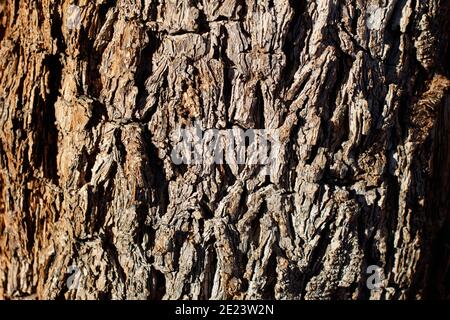 Écorce de fendillée vieillissante, Spiketree de Mojave, Yucca brevifolia, Asparagaceae, arbre indigène, Parc national de Joshua Tree, désert de Mojave du Sud, automne. Banque D'Images