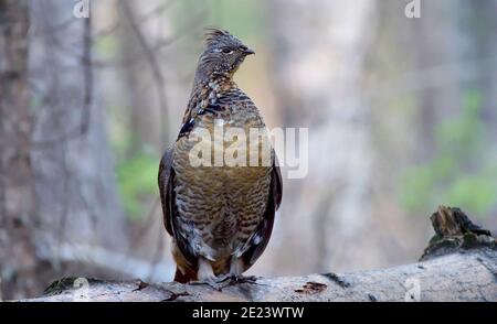 Un mérou sauvage (Bonasa umbellus) perché sur son rondin de percussions dans la forêt de l'Alberta au Canada. Banque D'Images