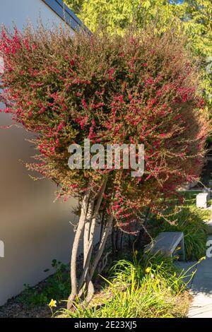 Arbres de Manuka, Leptospermum scoparium (arbre de thé) en fleur. Banque D'Images