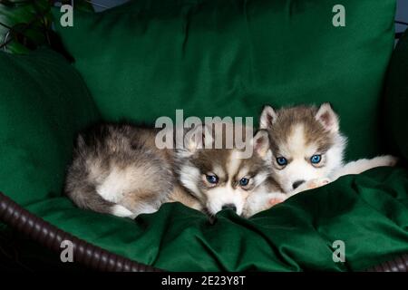 très petits chiots husky. avec un nez noir et des yeux bleus. ils sont assis sur une couverture texturée vert clair. sur la grande chaise. copyspace Banque D'Images