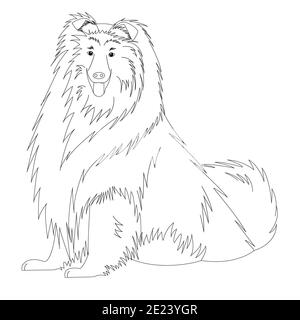 livre de coloriage collie chien avec de longs cheveux Banque D'Images